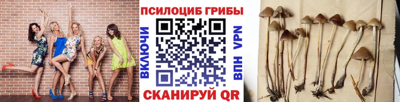 Псилоцибиновые грибы Psilocybine cubensis  Шуя 